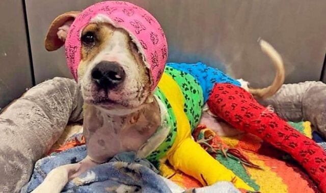 Memphis-hond verbrand door eigenaar vindt eindelijk een nieuw voor altijd thuis 1 jaar na