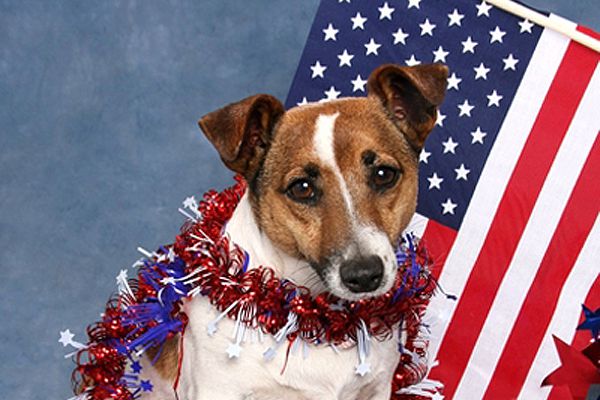 Een kleine hond met een Amerikaanse vlag.