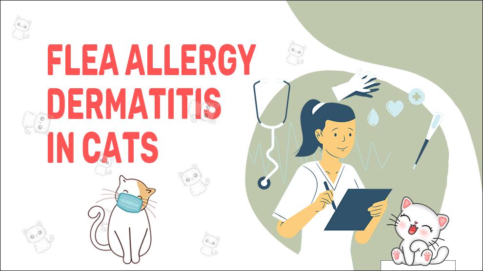 Vlooienallergie Dermatitis bij katten