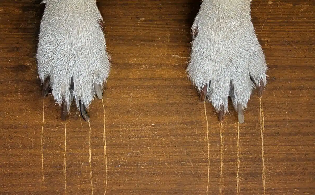 hondenpoten met krassen op hardhouten vloeren