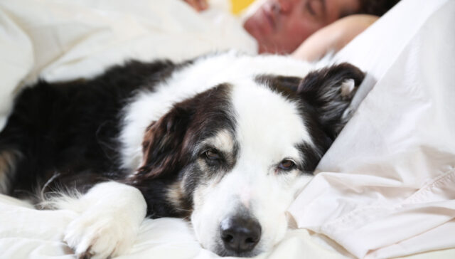 Waarom slapen honden met hun billen naar je toe