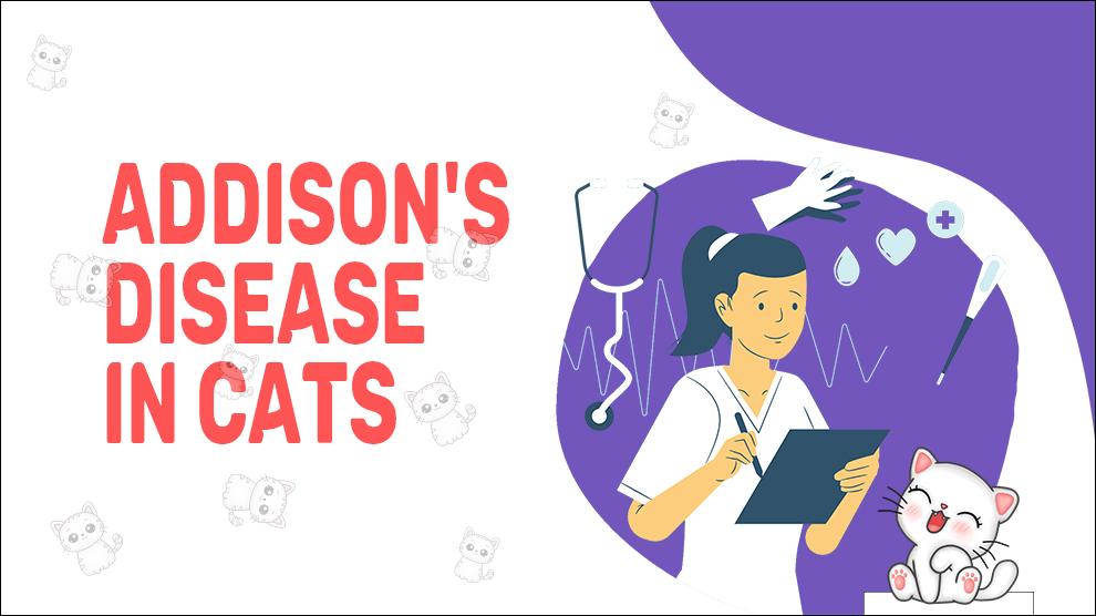 Ziekte van Addison bij katten