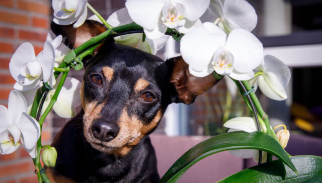 Zijn orchideeën veilig voor honden