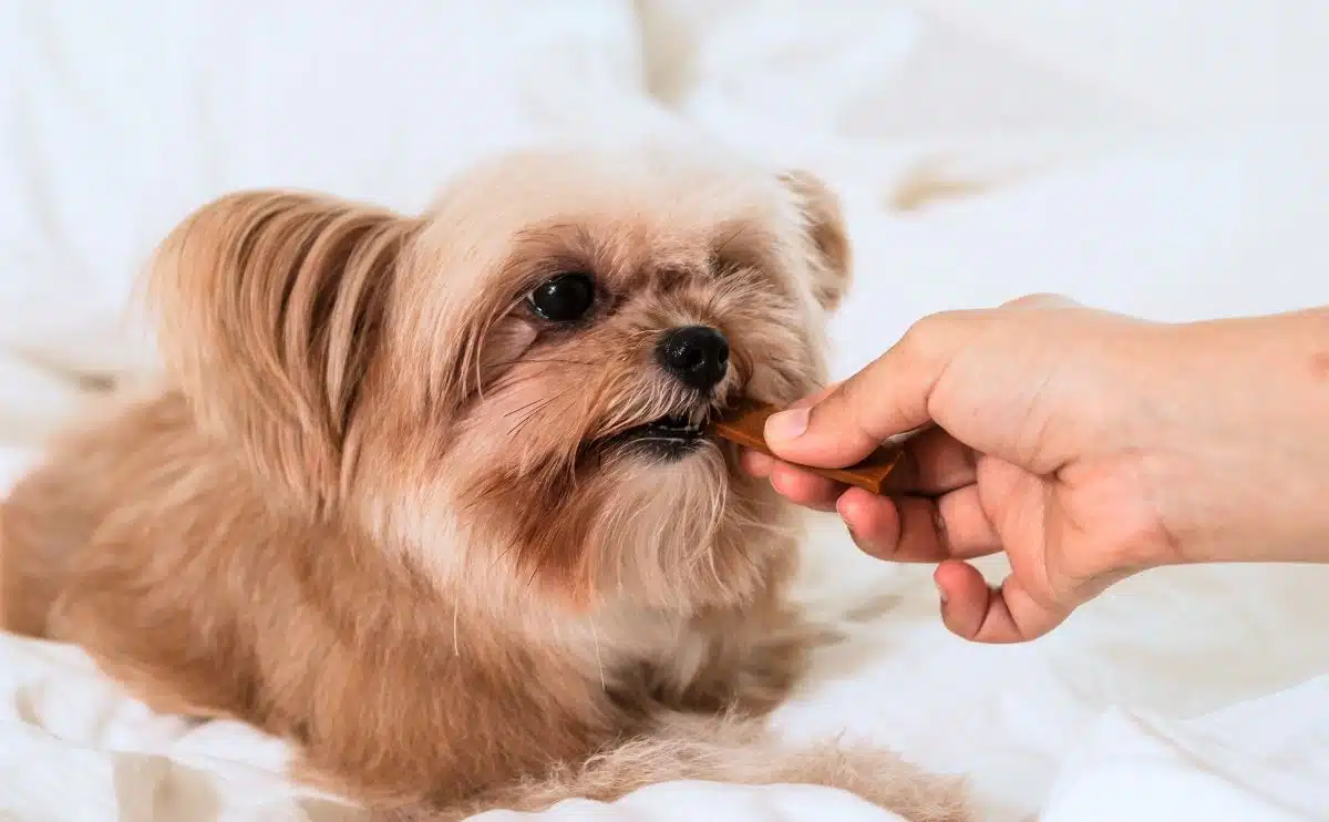 kleine hond die kalmerende hondentraktatie eet tijdens het liggen