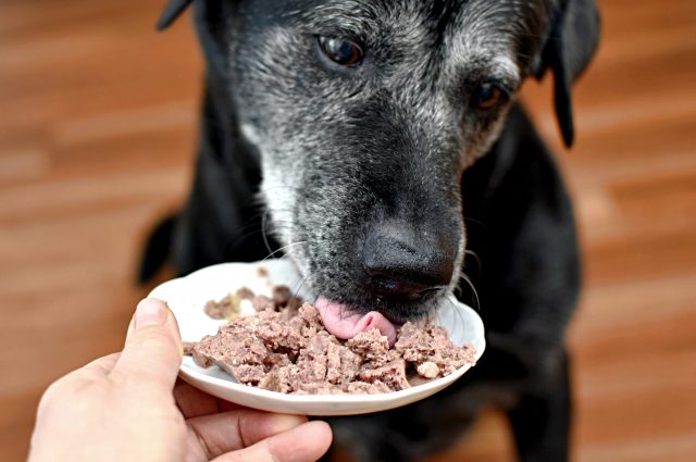 Senior hond die ingeblikt voedsel eet