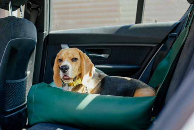 Beagle in autobed