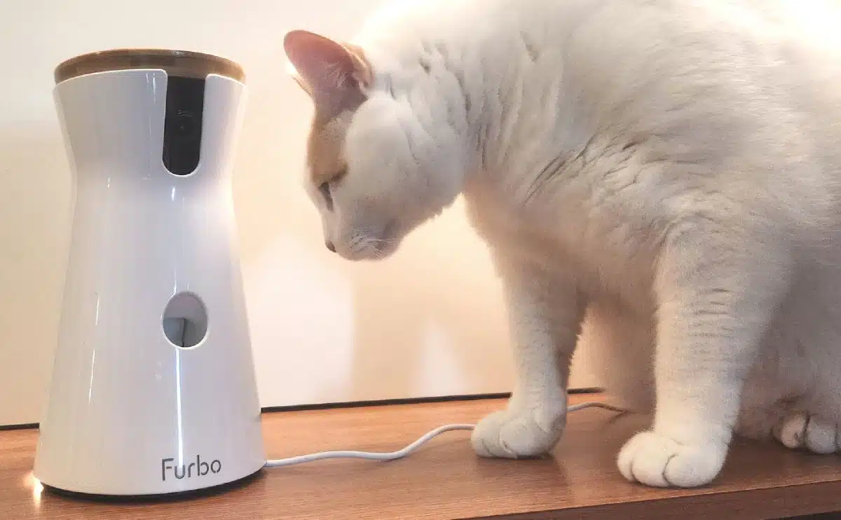 Kat kijkt naar Furbo Camera