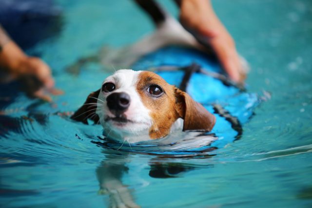 Hond met zwemvest zwemmen