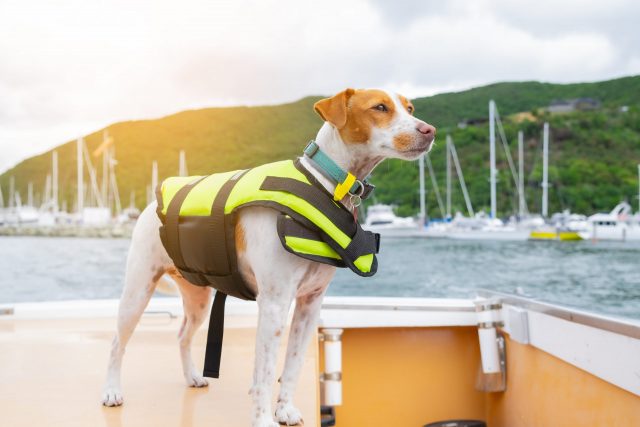 Hond met reddingsvest op boot