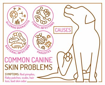 Infographic over hondenhuidproblemen