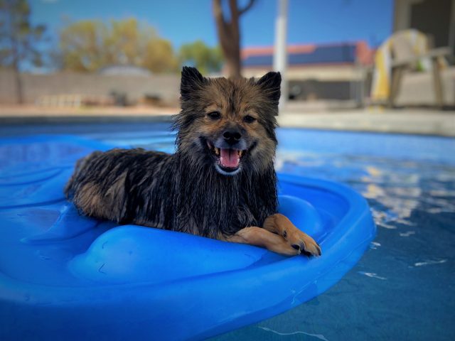 Hond drijvend in zwembad