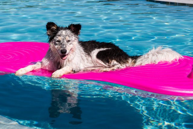 Hond op felroze zwembad dobber