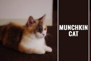 Munchkin Kat