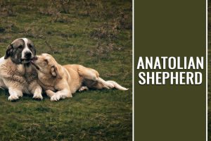 Anatolische Herder
