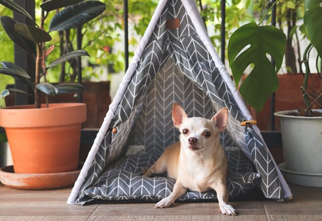 Chihuahua in tentbed