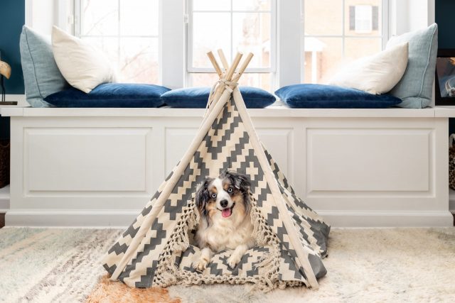 Hond in tentbed