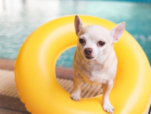 Chihuahua in zwembadbuis