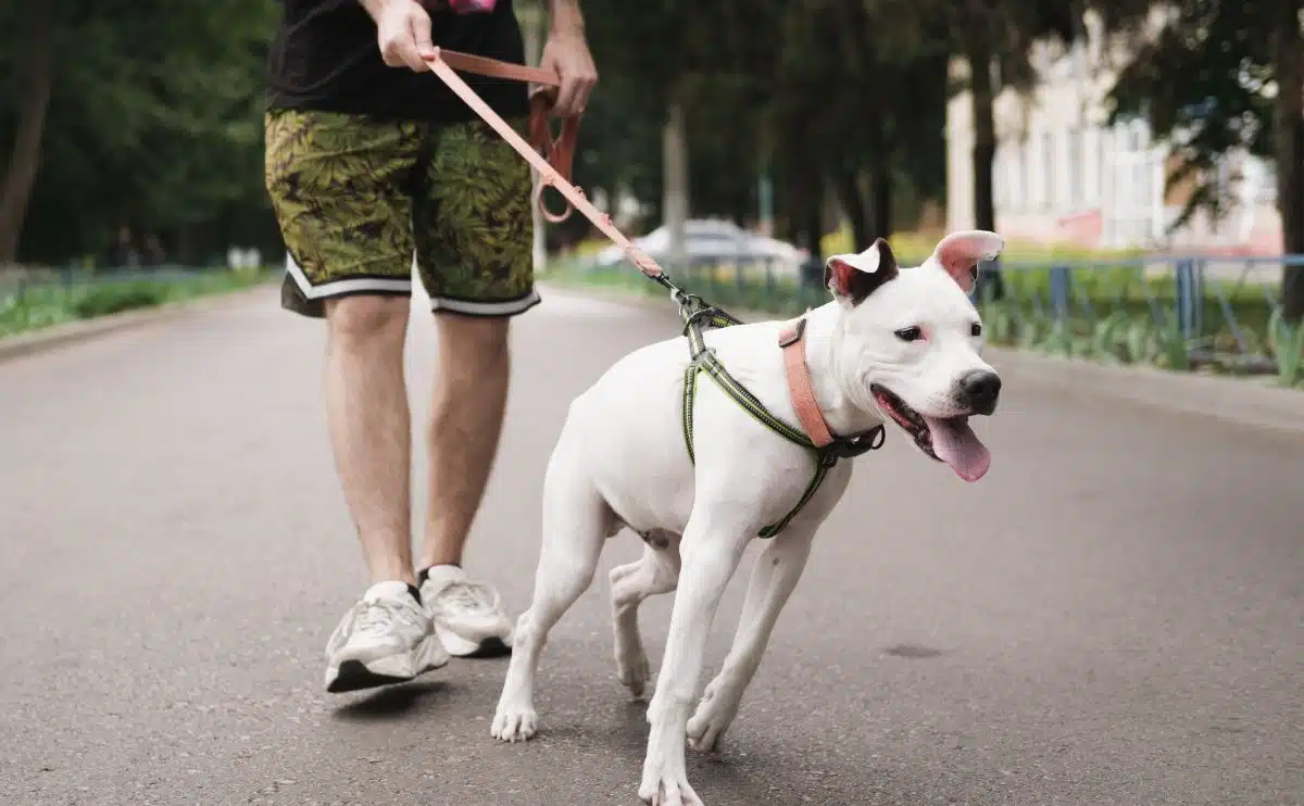 hond die aan harnas trekt tijdens een wandeling met persoon