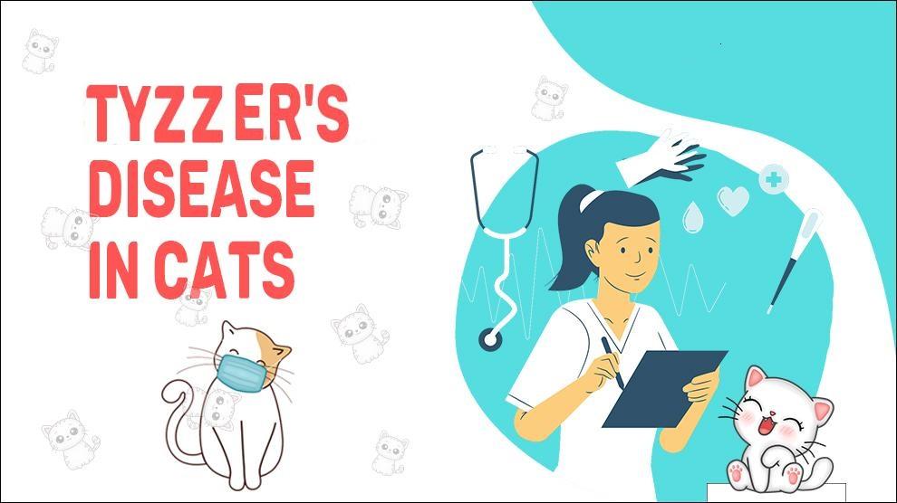 De ziekte van Tyzzer bij katten