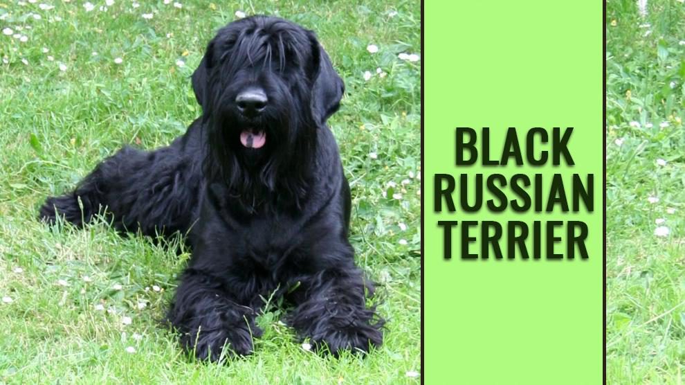 Zwarte Russische Terriër