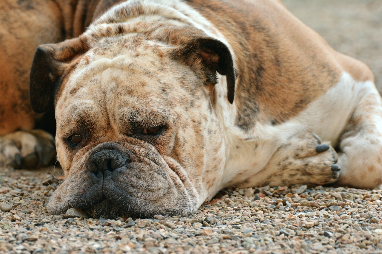 Dekt de huisdierenverzekering hondengriep?