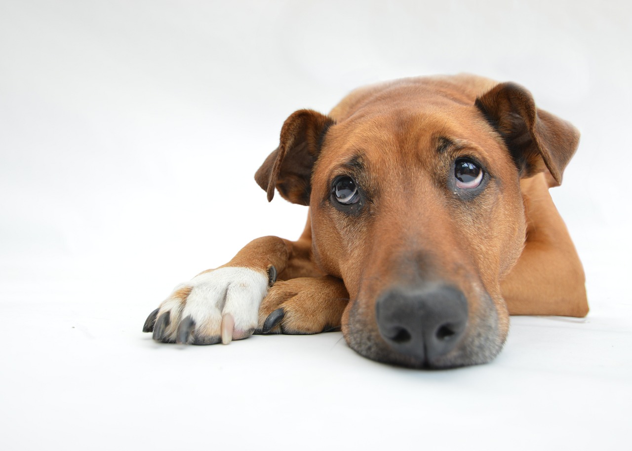 Dekt de huisdierenverzekering inflammatoire darmaandoeningen (IBD)?