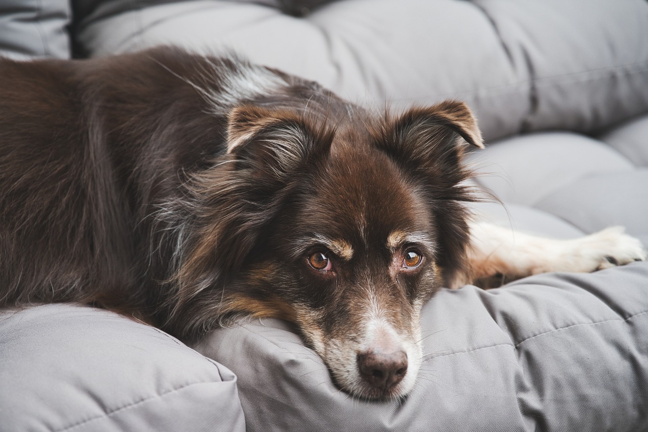 Dekt de huisdierenverzekering longontsteking?
