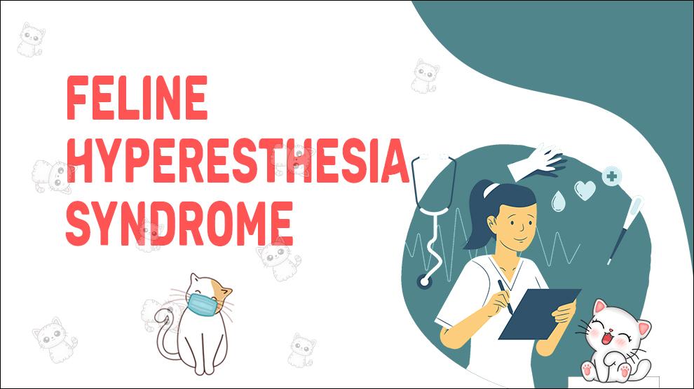 Feline Hyperesthesie Syndroom