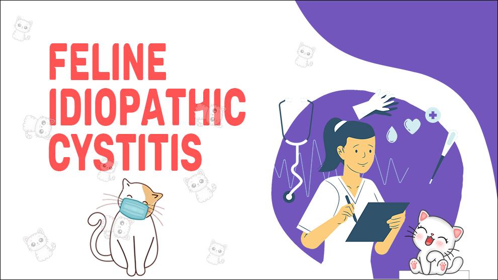 Feline idiopathische cystitis