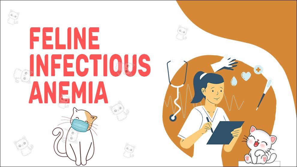 Feline infectieuze anemie