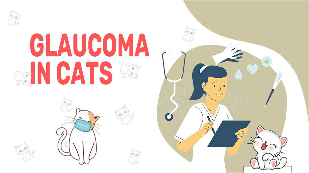 Glaucoom bij katten