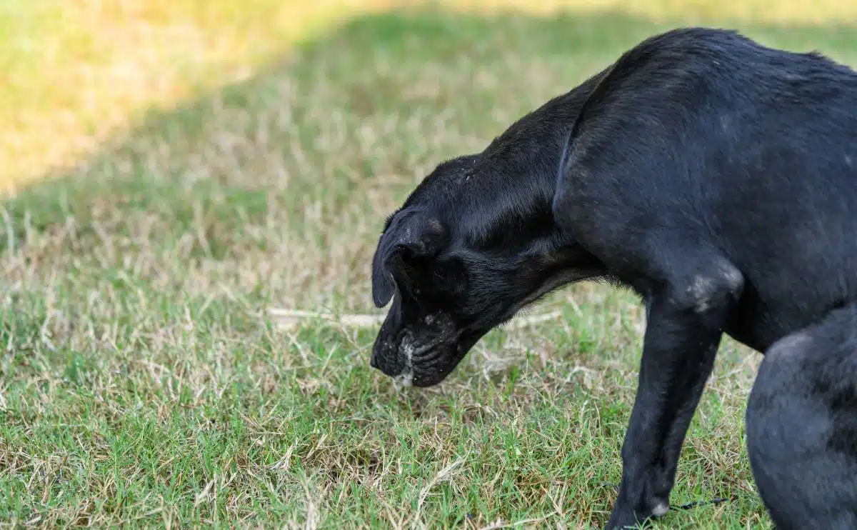 Zwarte hond met HGE overgeven in het gras