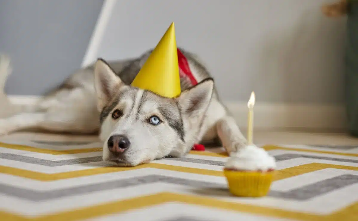 oude hond die op de grond ligt met een verjaardagshoed op en een cupcake met kaars