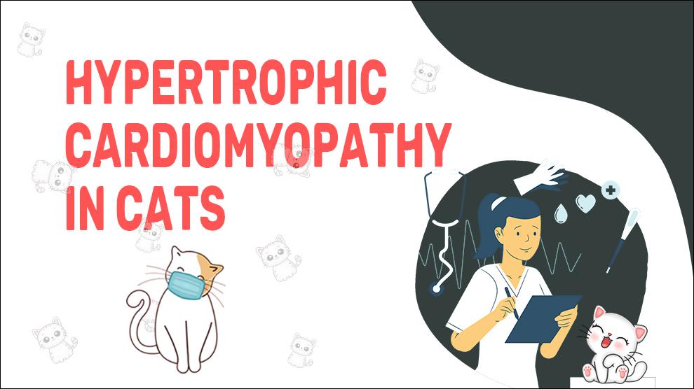 Hypertrofische cardiomyopathie bij katten