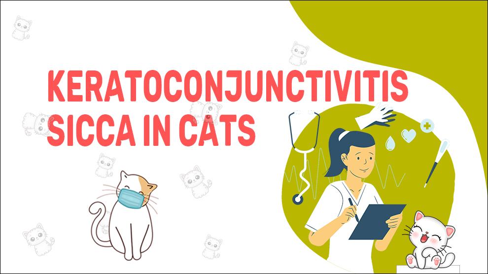 Keratoconjunctivitis Sicca bij katten
