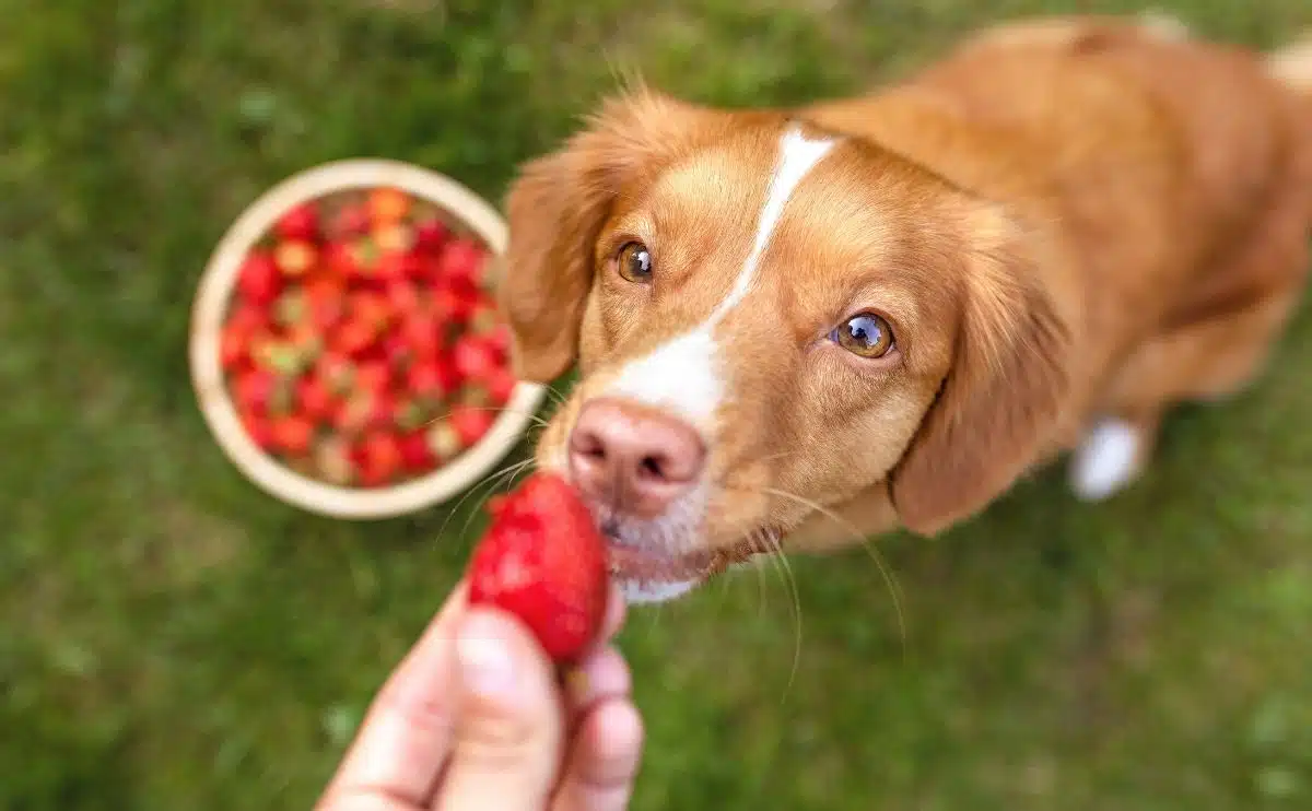 hond die een kom aardbeien probeert te eten die naar de camera kijkt en de persoon die er een vasthoudt