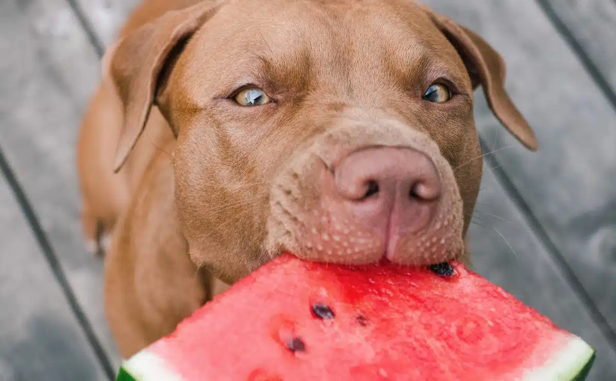 Bruine hond bijt een plakje watermeloen uit