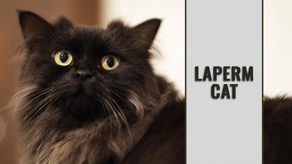 LaPerm Kat