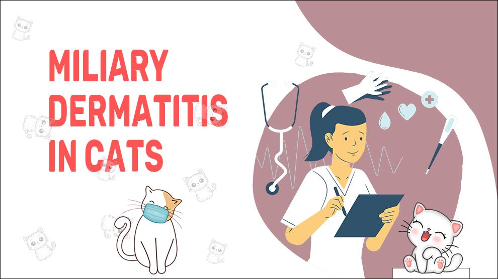 Miliaire dermatitis bij katten