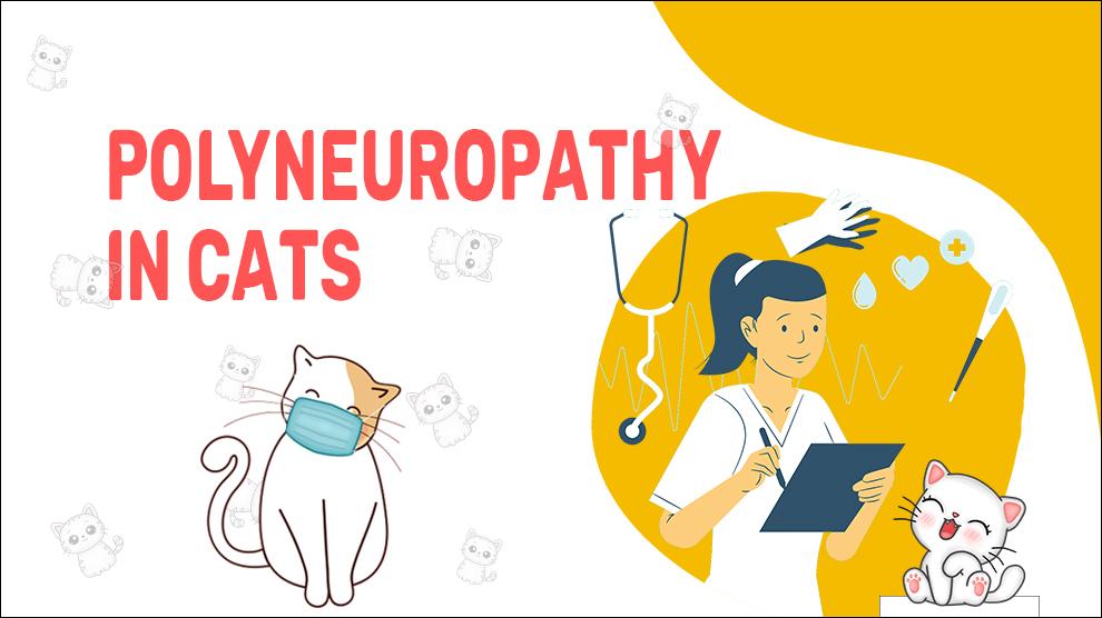 Polyneuropathie bij katten