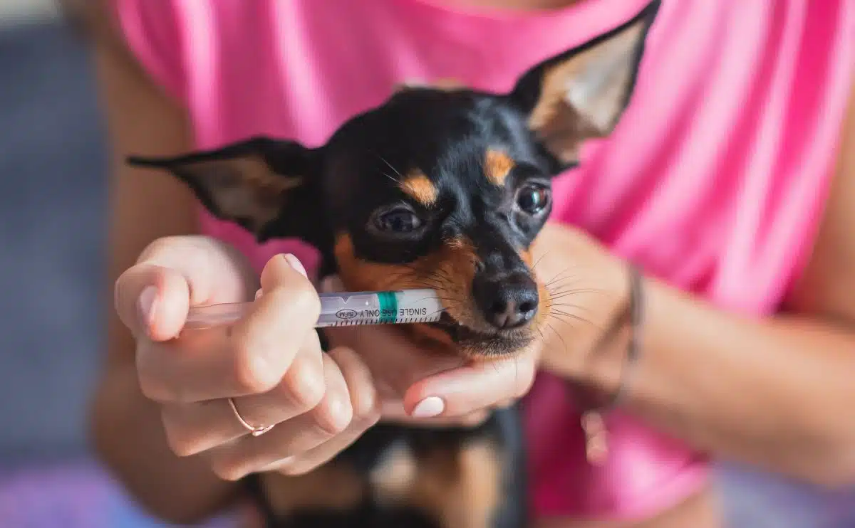 vrouw die hond medicatie geeft via een spuit