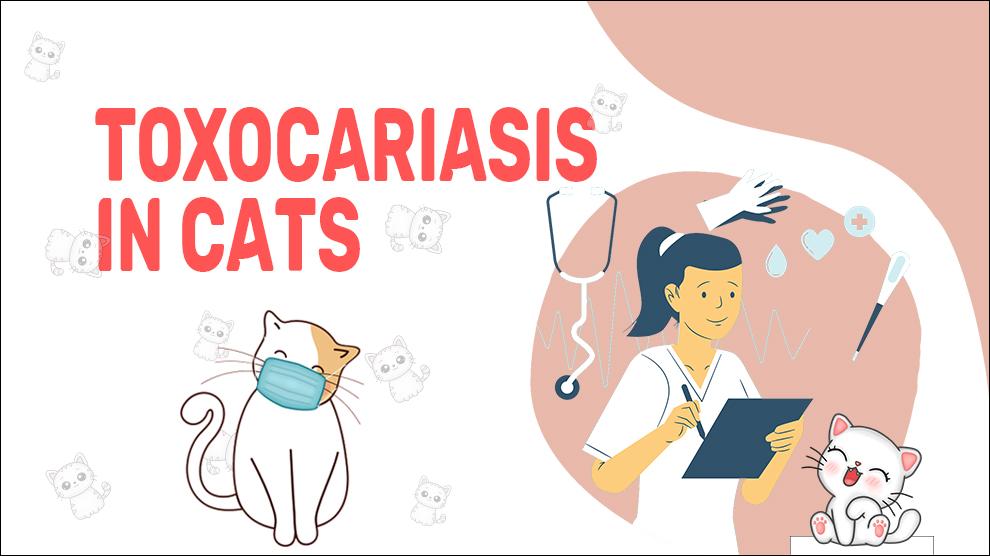 Toxocariasis bij katten