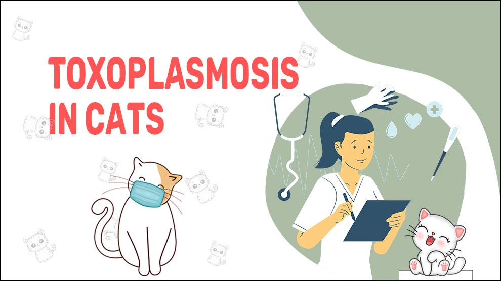 Toxoplasmose bij katten