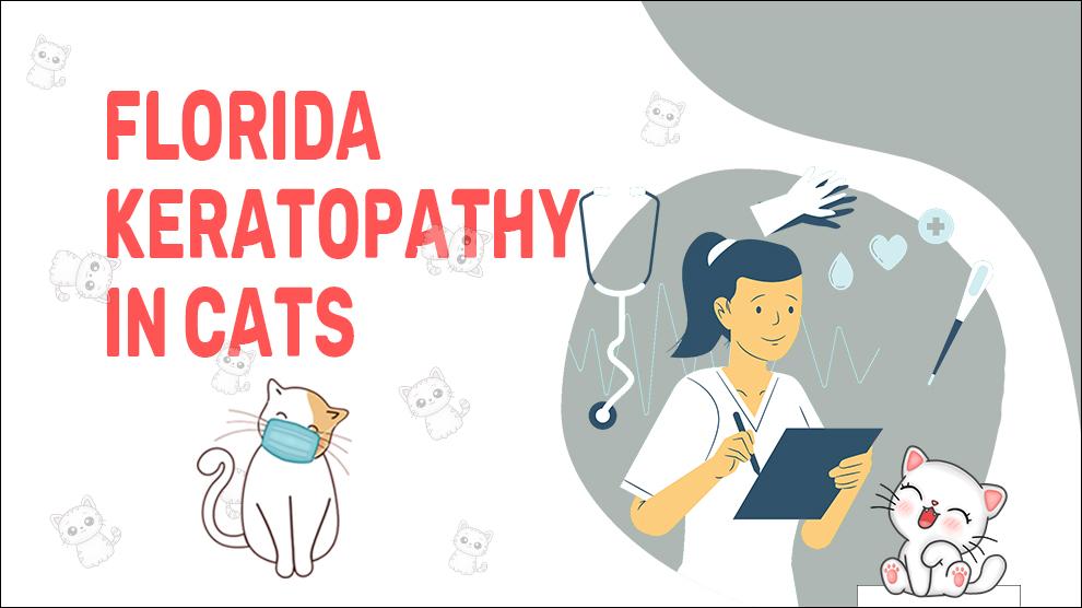 Florida Keratopathie bij katten