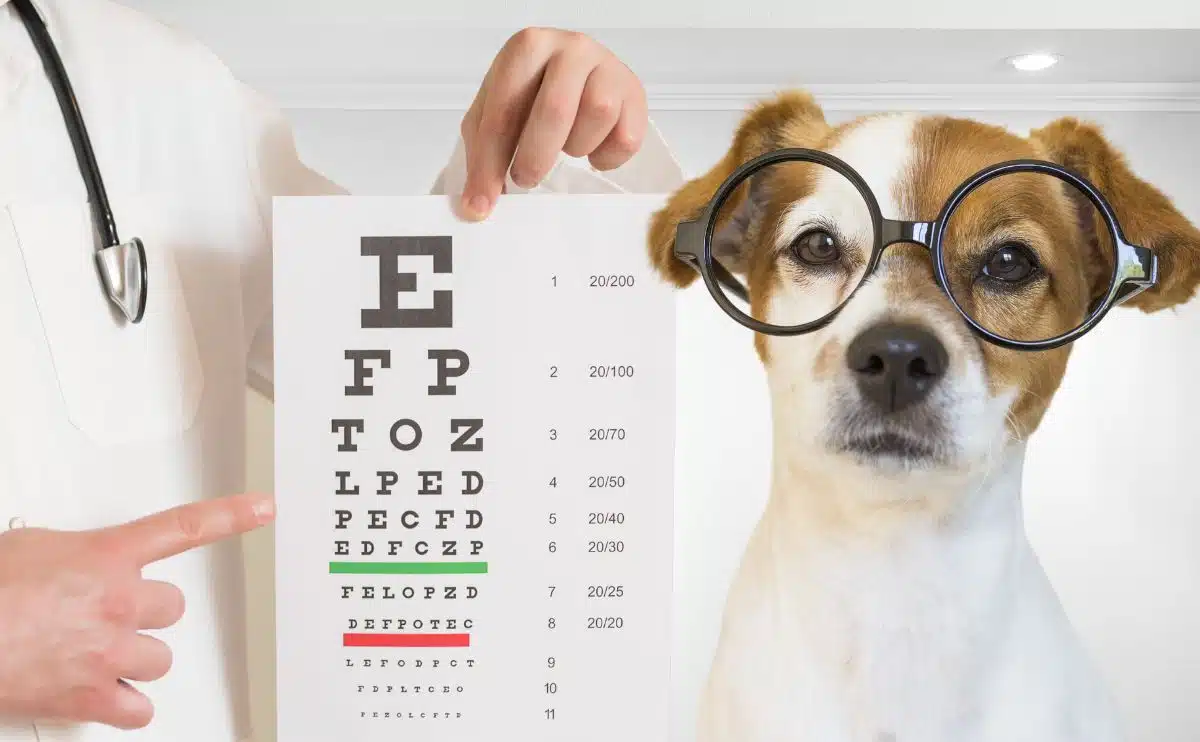 hond met bril op kijkend naar het zien van oogkaart