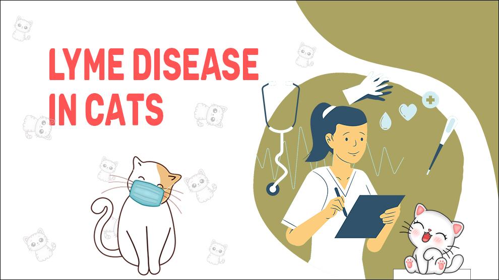 Ziekte van Lyme bij katten