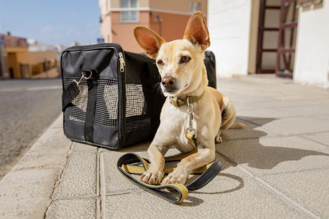 Hond naast vliegtuigtas