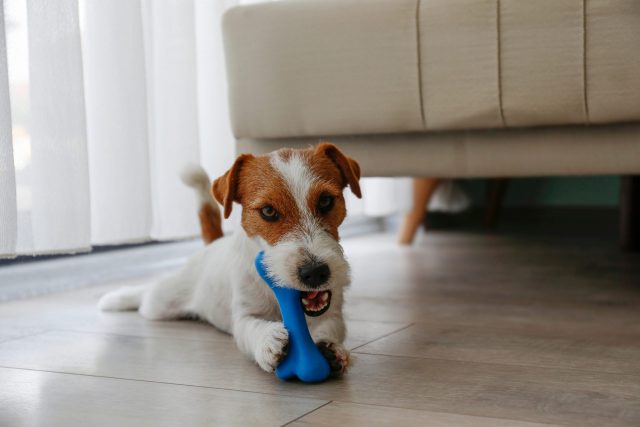 Hond kauwen duurzaam speelgoed