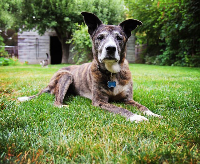 Oudere hond in het gras
