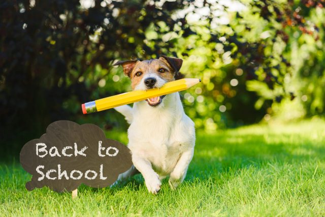 Hond tijdens back-to-school seizoen